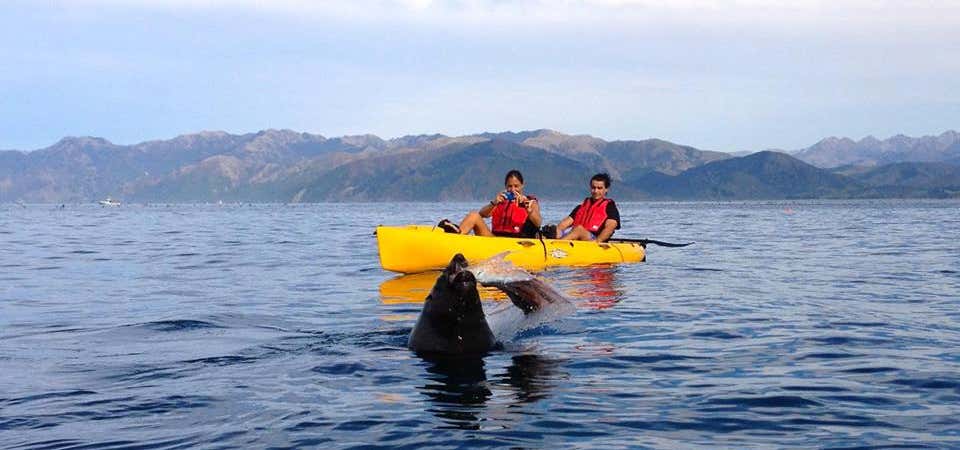 Photo of Seal Kayak Kaikoura