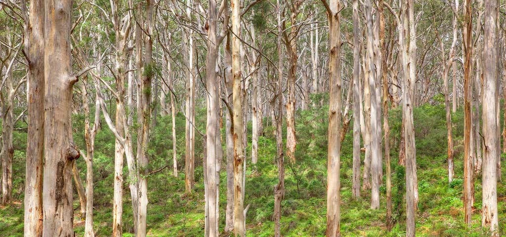 Photo of Boranup Karri Forest
