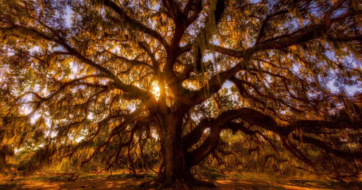 The Majestic Oak Tree Savannah Roadtrippers