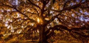 The Majestic Oak Tree