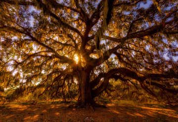Photo of The Majestic Oak Tree