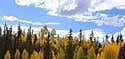 Photo of Lookout trees in Kaibab National Forest
