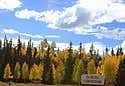 Photo of Lookout trees in Kaibab National Forest