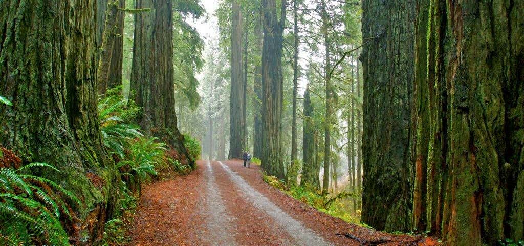 Photo of Smithe Redwoods State Natural Reserve
