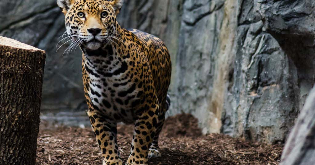 Animal World & Snake Farm Zoo, New Braunfels Roadtrippers