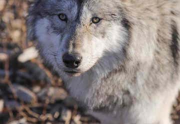Photo of Yamnuska Wolfdog Sanctuary