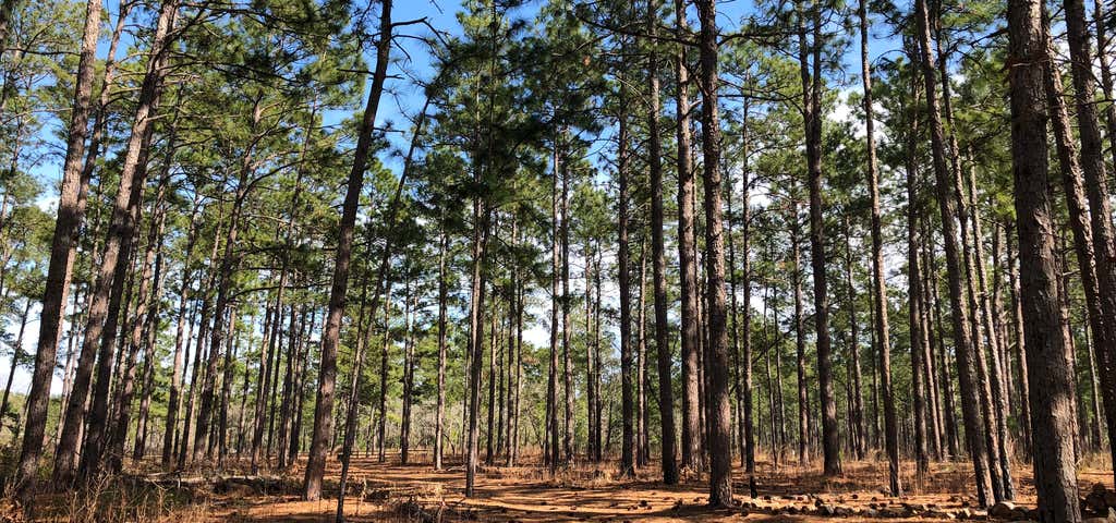 Photo of Bladen Lakes State Forest