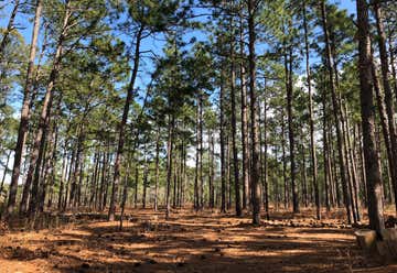 Photo of Bladen Lakes State Forest