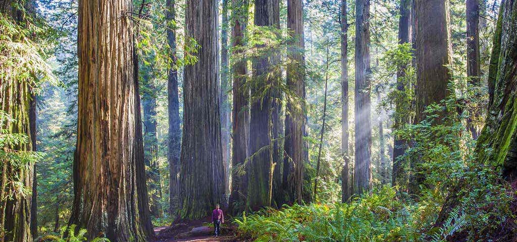 Photo of Boy Scout Big Tree Trail