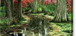 Photo of Audubon Swamp Garden