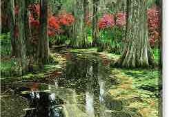 Photo of Audubon Swamp Garden