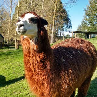 Lilliput Farm Fun and Animal Park