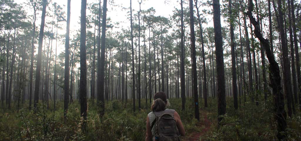 Photo of Withlacoochee State Forest