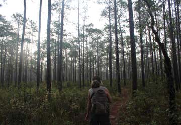Photo of Withlacoochee State Forest