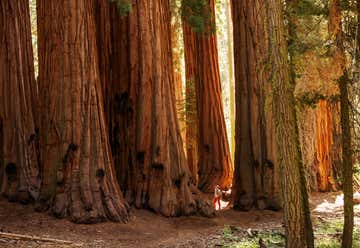 Photo of Sequoia NP and General Sherman Tree