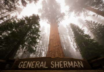 Photo of General Sherman Tree