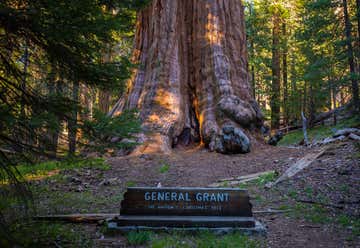 Photo of General Grant Tree
