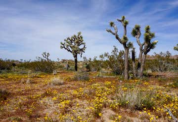 Photo of Joshua Tree