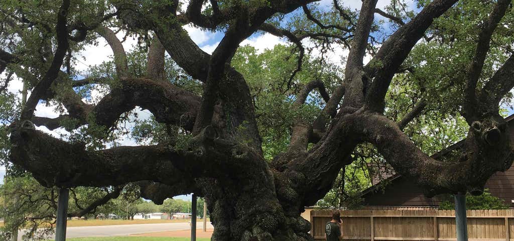 Photo of Second Largest Live Oak in Texas
