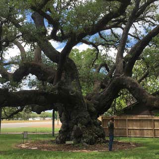 Second Largest Live Oak in Texas