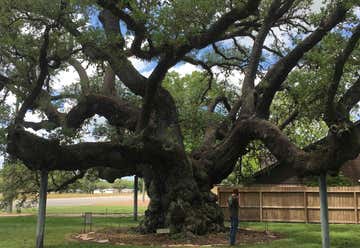 Photo of Second Largest Live Oak in Texas