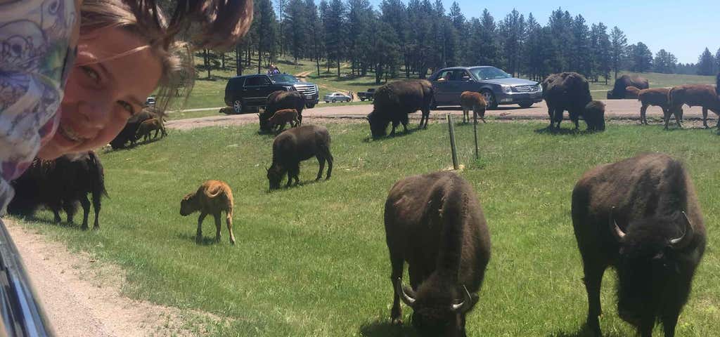 Photo of Custer State Park Wildlife Loop