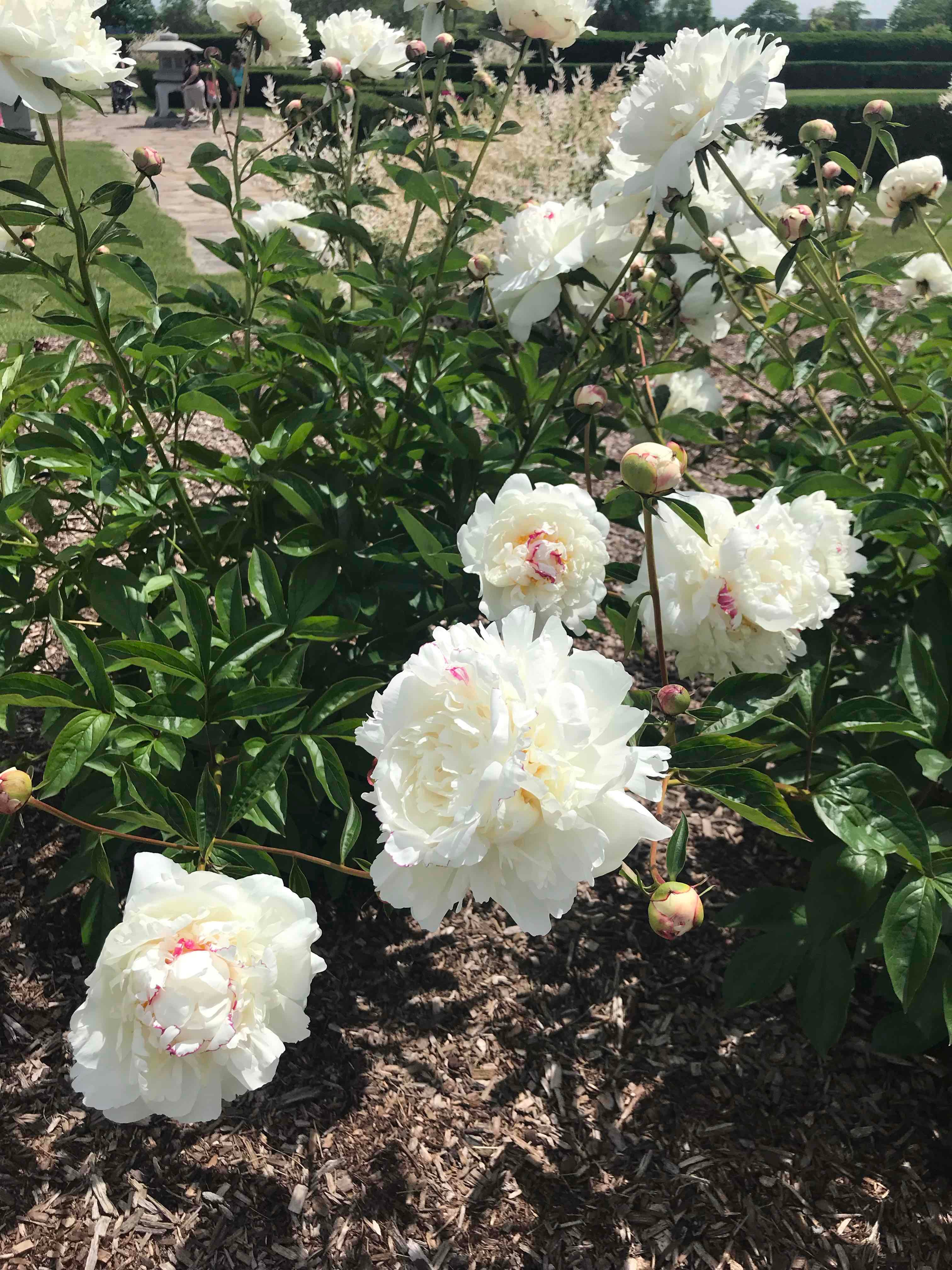 Belle Isle Conservancy