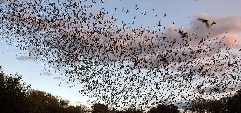 Photo of Bracken Bat Flight