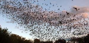 Bracken Bat Flight