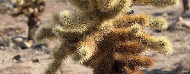 Cholla Cactus Garden Nature Trail
