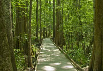 Photo of Congaree National Park