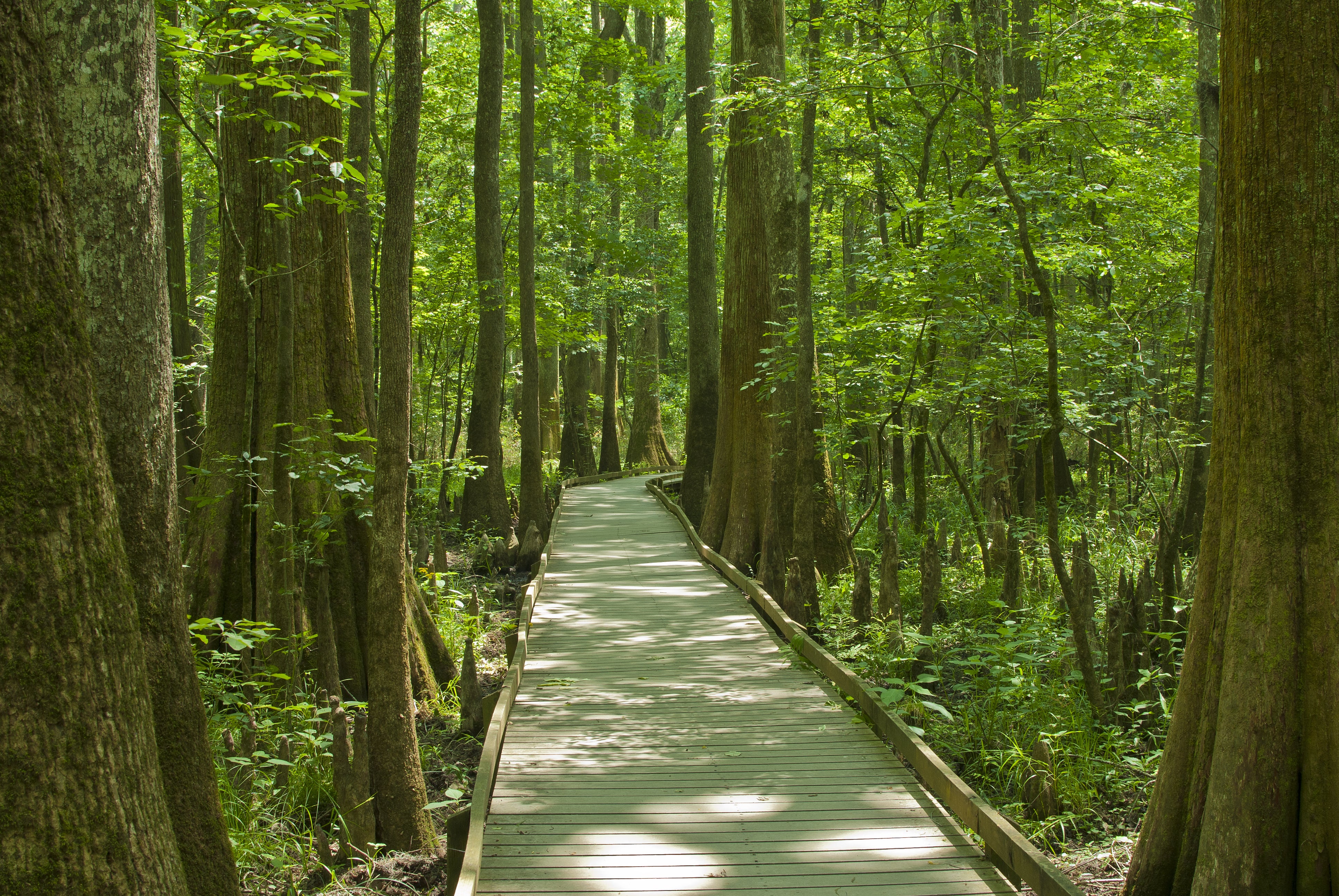 Congaree National Park