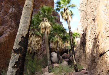 Photo of Palm Canyon Trail