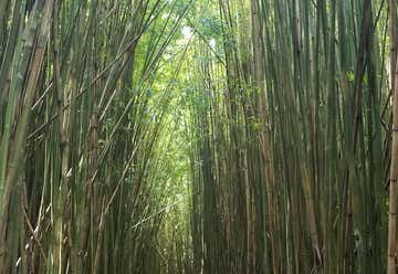 Photo of Bamboo Forest