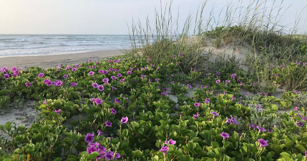 padre island national seashore corpus christi