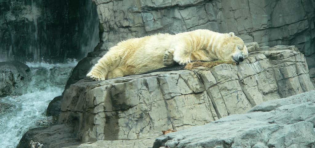 Photo of Central Park Zoo