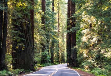 Photo of Avenue Of The Giants