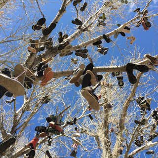 The Shoe Tree