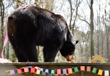 Photo of Bear Hollow Zoo