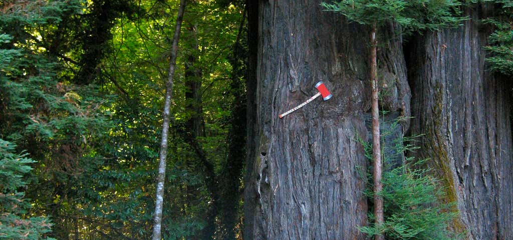 Photo of The Immortal Tree