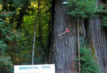 Photo of The Immortal Tree