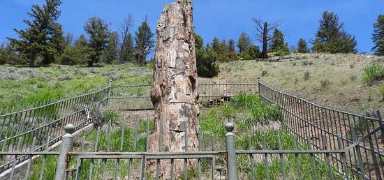 Photo of Petrified Tree