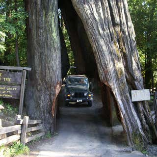 Shrine Drive-Thru Tree