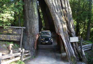 Photo of Shrine Drive-Thru Tree