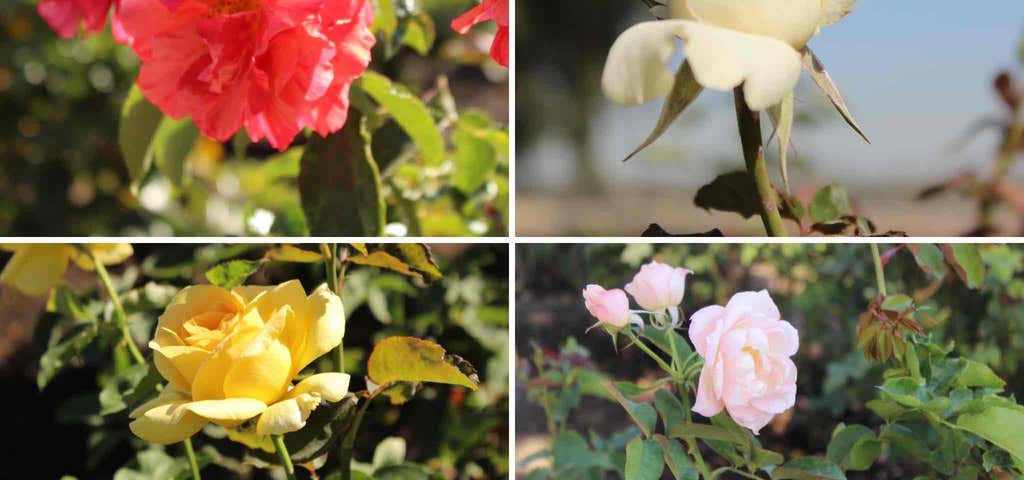 Photo of Balboa Park Rose Garden