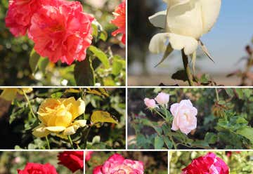 Photo of Balboa Park Rose Garden