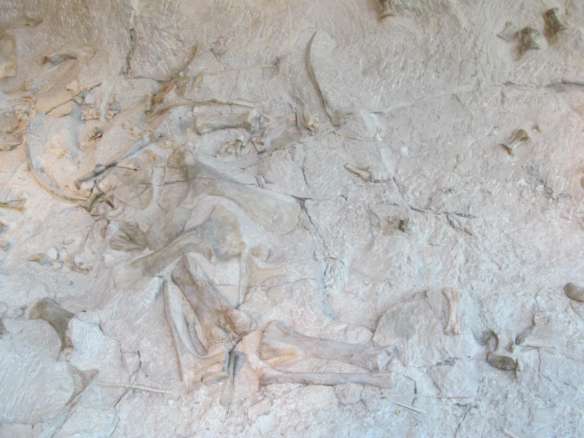 Dinosaur National Monument Quarry Visitor Center