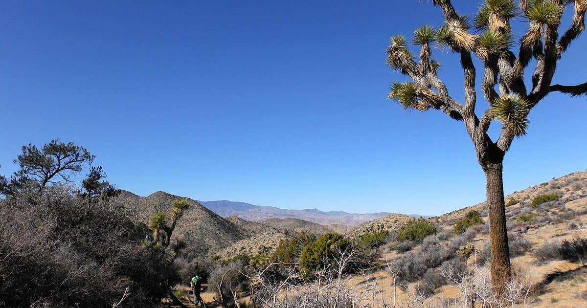 Black Rock Nature Center, Yucca Valley | Roadtrippers