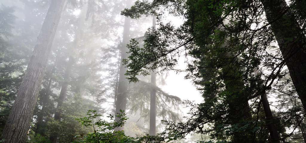 Photo of Redwood National Park