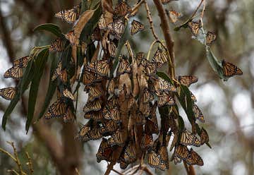 Photo of Pismo Beach Monarch Butterfly Grove